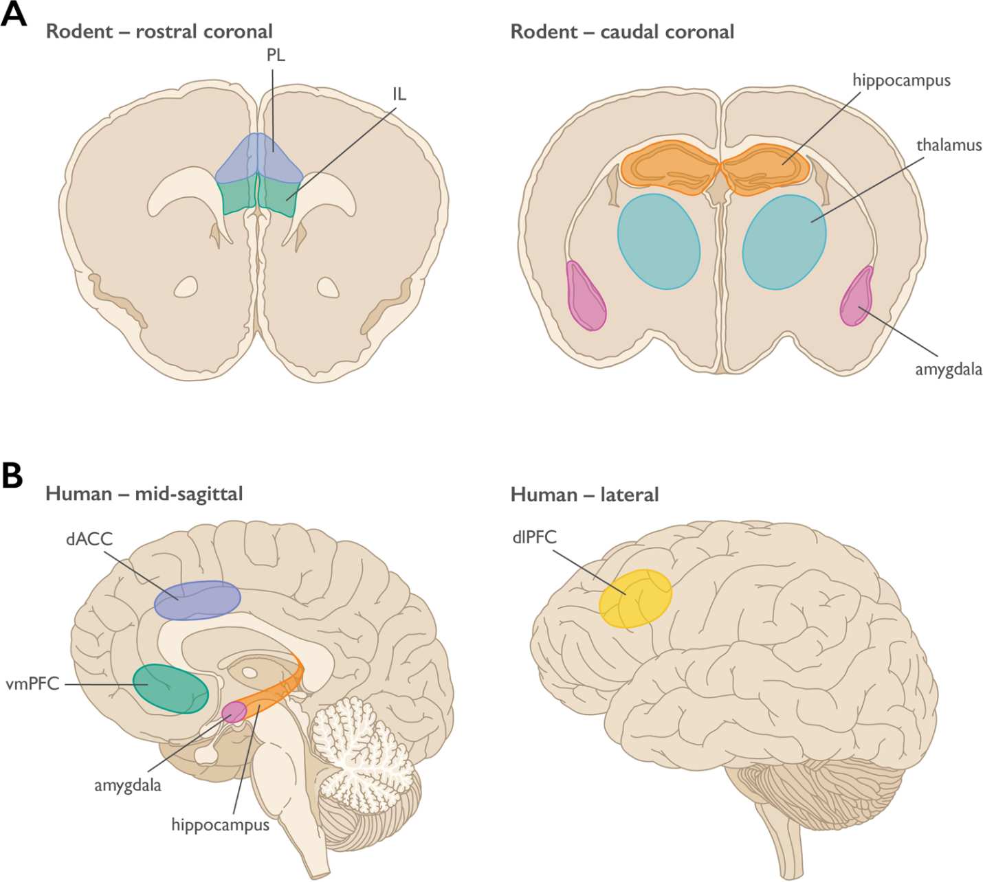 Brain regions showing amygdala and prefrontal cortex safety evaluation