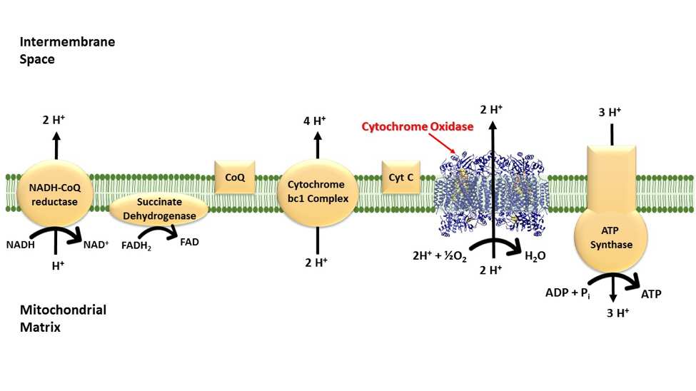 Electron transport chain in mitochondria showing ATP production