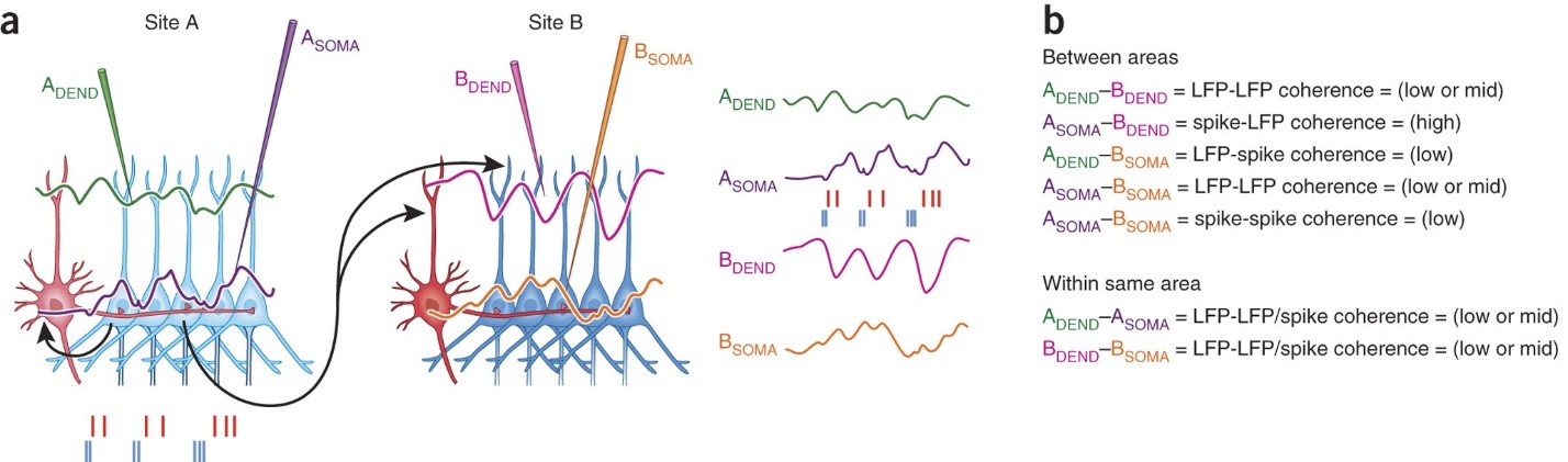 Neural coherence measurement showing brainwave synchronization