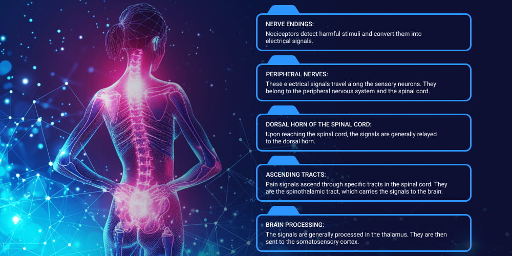 Pain pathway showing the journey from tissue to spinal cord to brain