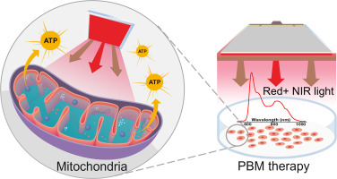 Photobiomodulation effects on mitochondria and cellular function